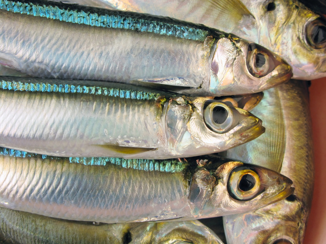 青魚