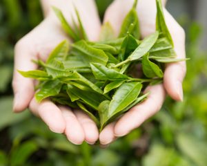 緑茶カテキンは健康やダイエットに効果あり？｜管理栄養士執筆