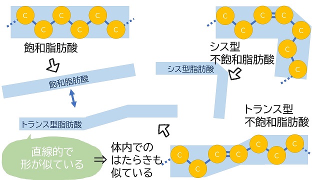 トランス 脂肪酸 と は