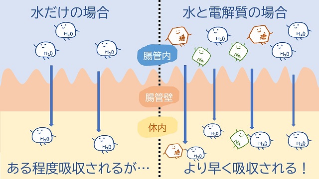 熱中症だけじゃない 経口補水液の取り入れ方 管理栄養士執筆 イマカラ
